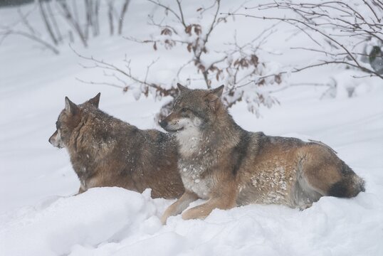 Gray wolves (Canis lupus) lying in the snow, captive, Bavaria, Germany