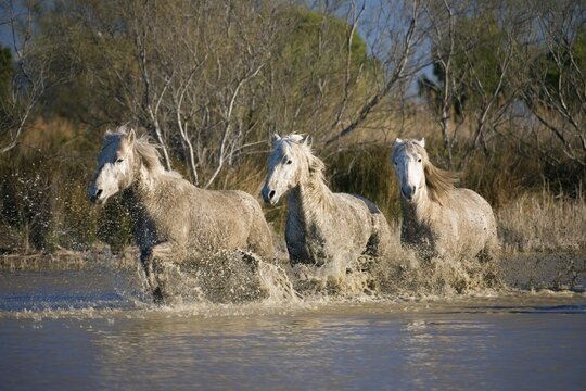 Camargue horses gallopping in water, Camargue, Southern France, Europe