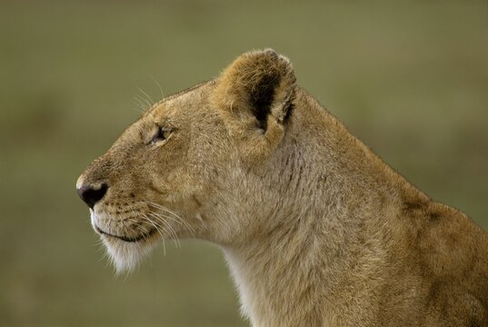 Lioness portrait (Panthera leo) , Masai Mara, Kenya, Africa