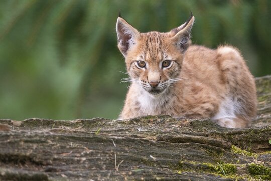 Young lynx (Lynx lynx), Haltern, North Rhine-Westphalia, Germany