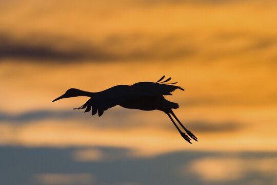 Canada Crane (Grus canadensis) landing at sunset, Bosque del Apache Wildlife Refuge, New Mexico, North America, USA