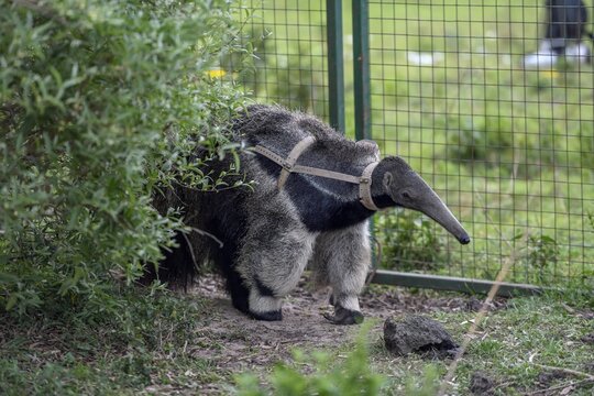 Giant anteater (Myrmecophaga tridactyla) with radio collar at the Conservation Land Trust breeding station, San Nicol&aacute;s, Esteros del Iber&aacute;, Corrientes Province, Argentina