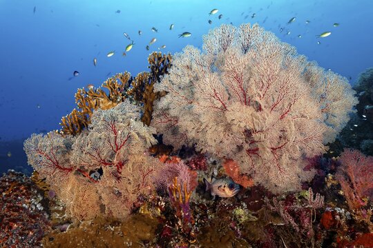 Shadowfin soldierfish (Myripristis adusta), gorgonians (Melithaea sp.), on top Millepora fire coral yellow (Millepora dichotoma), Pacific Ocean, Sulu Lake, Tubbataha Reef National Marine Park, Palawan Province, Philippines