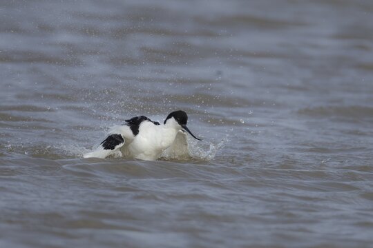 Pied avocet (Recurvirostra avosetta) adult bird flapping its wings in a lagoon, England, United Kingdom