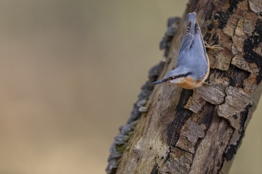 Nuthatch (Sitta europaea) looking for food on a beech branch, tree fungi, attentive, Germany