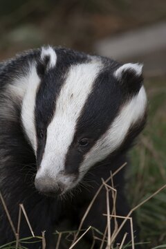 European badger (Meles meles) adult animal portrait, United Kingdom