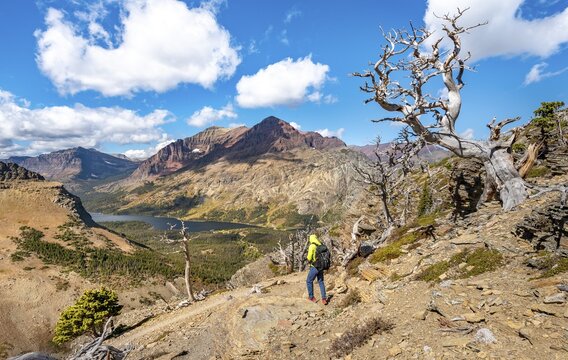 Hiker between dead trees, hiking trail to Scenic Point, view of Two Medicine Lake with mountain peak Rising Wolf Mountain, Glacier National Park, Montana, USA