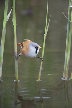 Bearded tit or reedling (Panurus biarmicus) adult male bird balancing on two Common reed stems in a reedbed, England, United Kingdom