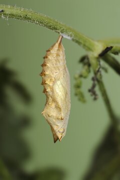 Small tortoiseshell (Nymphalis urticae, Aglais urticae), pupa, North Rhine-Westphalia, Germany