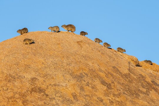 Funny, Family of rock hyrax (Procavia capensis) sits on a big boulder, Pontok-Berge, Spitzkoppe, Gro&szlig;e Spitzkuppe Nature Reserve, Namibia
