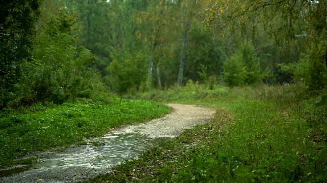 Rainy Forest Path with Puddles and Lush Green Vegetation