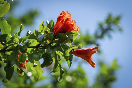 A pomegranate tree in bloom (Punica granatum), Chelsea Physic Garden, historic botanical garden, the oldest botanical garden in London, founded in 1673 by the Worshipful Society of Apothecaries, Chelsea, England, United Kingdom