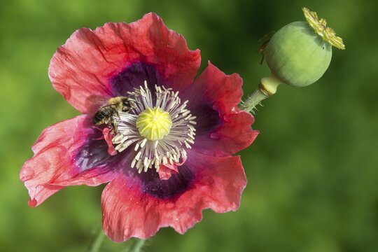 Apidae, apis mellifera, bees, European honey bee, European honeybee, hymenoptera, poppy, western honey bee, western honey bee, field strips, extensive garden, honey bee, honey bee, insects, wild bees