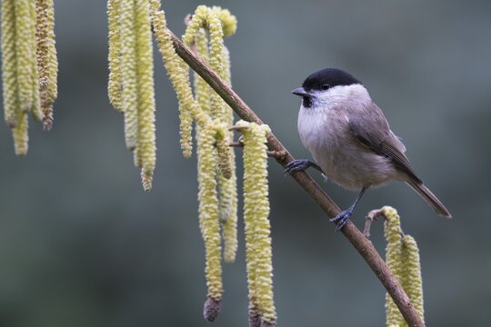 Marsh tit (Poecile palustris), Emsland, Lower Saxony, Germany