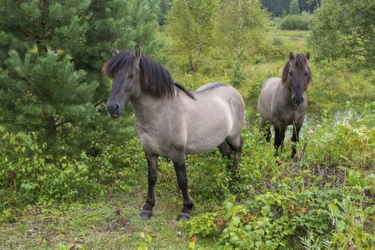 Equus Caballus sspec., horse, konic, odd-toed ungulates, perissodactyla, grazing, domesticated animals, extensive grazing, pet, horses, landscape management, landscape preservation, mammals, horses, pony, mammals, unpaired ungulates