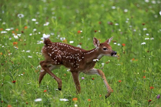 White-tailed deer (Odocoileus virginianus), young animal, ten days, runs in flower meadow, Pine County, Minnesota, USA