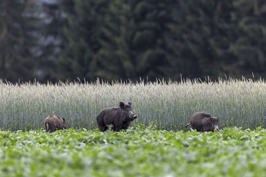 The slightest noise prompts the wild boar (Sus scrofa) to look attentively and a few seconds later it has disappeared with the young boar into the protective grain field, Wildlife damage, Agriculture, Slovakia
