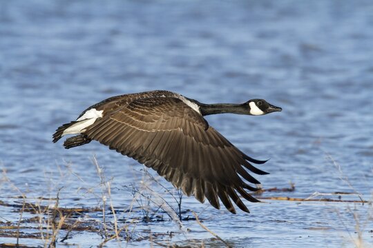 Canada goose (Branta canadensis) flying low over water.