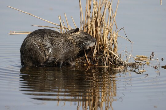 Nutria (Myocastor coypus) standing in the lake, Germany