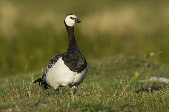 Barnacle Goose (Branta leucopsis) in meadow, Ramsvik, Sweden
