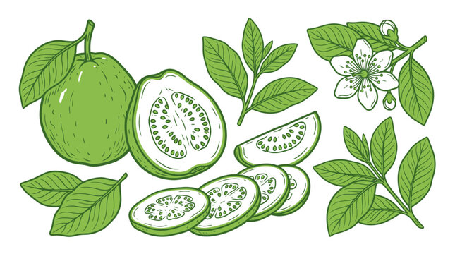 Hand drawn set of fresh green guava fruit with leaves and flowers in sketch style