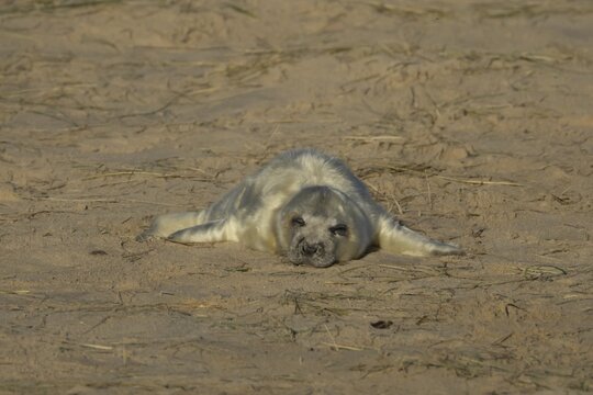 Grey seal (Halichoerus grypus) juvenile baby pup animal sleeping on the sand of a beach in winter, England, United Kingdom