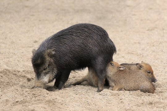 White-lipped peccary (Tayassu pecari), adult, female, two juveniles, suckling, captive