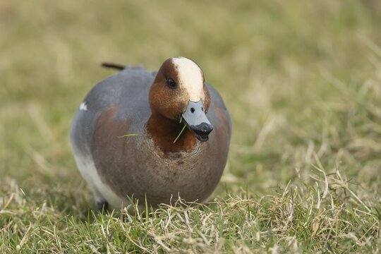 Eurasian wigeon duck (Mareca penelope) adult male bird feeding on grass, Lincolnshire, England, United Kingdom