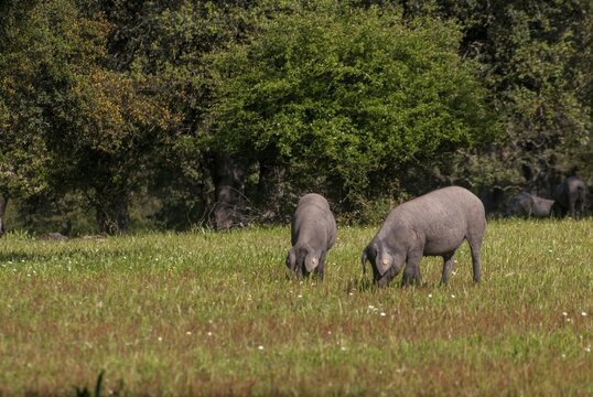 Artiodactyla, cerdo ib&eacute;rico, even-toed ungulate, Iberian pig, Iberian pig, cloven-hoofed, sus scrofa mediterraneus, domesticated animals, extremadura, pet, mammals, pigs, Spain, mammals