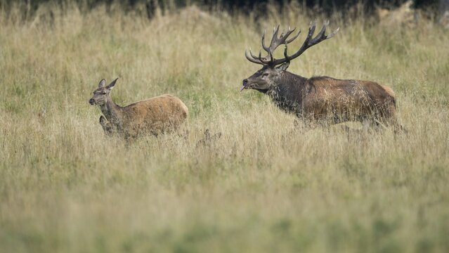 Red deer ( Cervus elaphus) drives old animal in the rut, Klamptenborg, Copenhagen, Denmark