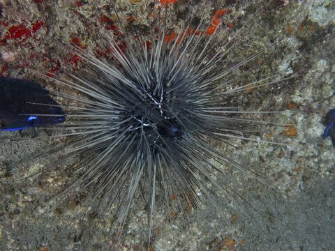 A sea urchin with long spines, the diadem sea urchin (Diadema antillarum), lies on a stony seabed at the Playa dive site, Los Cristianos, Tenerife, Canary Islands, Spain