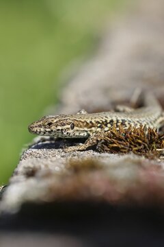 Wall lizard (Podarcis muralis), European wall lizard, in a vineyard, portrait, reptiles, animals, lizards, Cochem, Moselle, Rhineland-Palatinate, Germany