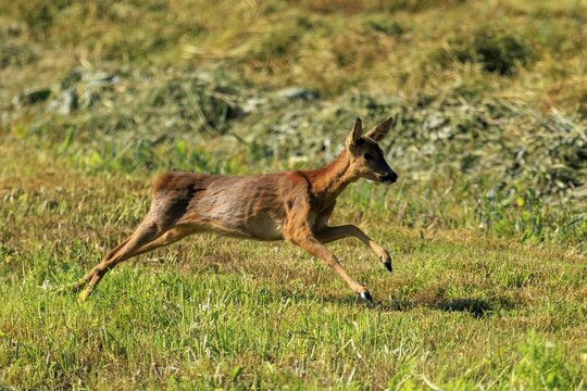 A roe deer in full motion across a green meadow, Roe deer (Capreolus capreolus), wildlife, Germany