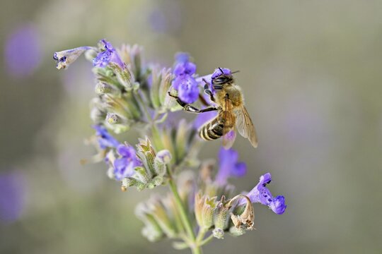 Western honey bee (Apis mellifera), feeding on nectar from a catmint (Nepeta faassenii) flower, Meienberg, Canton of Aargau, Switzerland