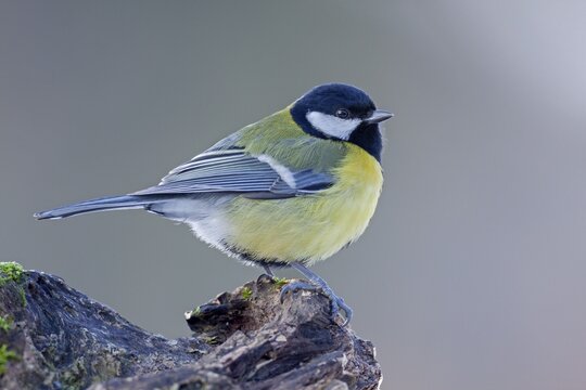 Great tit (Parus major) in winter with fluffed up plumage, Germany