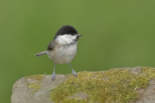 Willow Tit (Parus montanus) sitting on a stone covered with moss, Wilden, North Rhine-Westphalia, Germany
