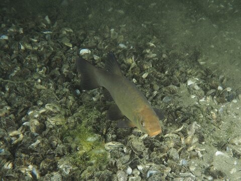 An orange-brown fish, tench (Tinca tinca), swims over a sandy bottom covered with mussels, quagga mussels (Dreissena rostriformis bugensis), invasive species. Dive site Wildsau, Berlingen, Lake Constance, Switzerland, Germany