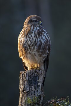 Steppe buzzard (Buteo buteo), sitting on a tree stump, Tyrol, Austria