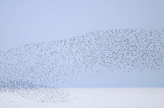 Alpine Sandpiper (Calidris alpina), a flock flying over the North Sea, Lower Saxony Wadden Sea National Park, Lower Saxony, Germany