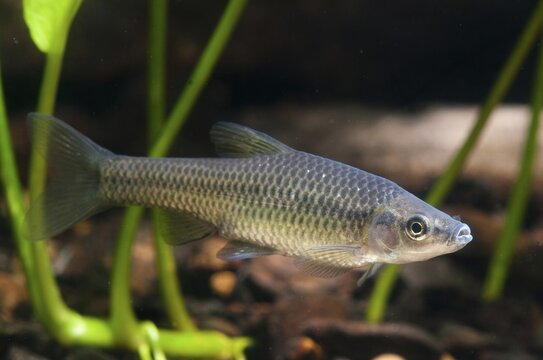 Blue ribbon bear, pseudorasbora parva, stone moroco, stone moroko, fish, fish, pisces, topmouth gudgeon