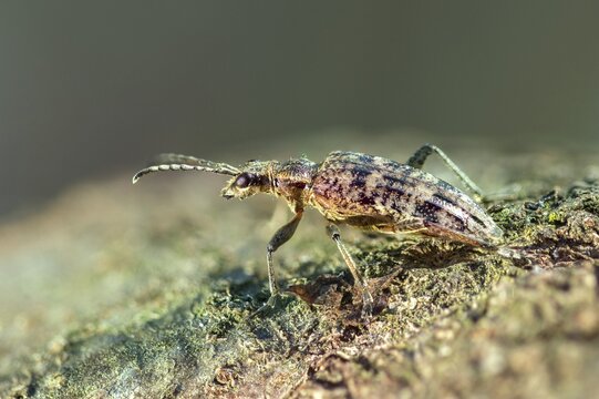 Small pintrestle, rhagium inquisitor, shotbuck, sensing pindeer, beetle, coleoptera, insects, beetles, ribbed pine borer