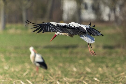 A stork landing, another one blurred in the background in a meadow, white stork (Ciconia ciconia), wildlife, Germany