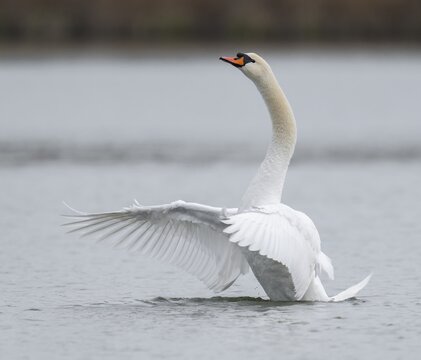 Mute swan (Cygnus olor) flapping its wings, Thuringia, Germany