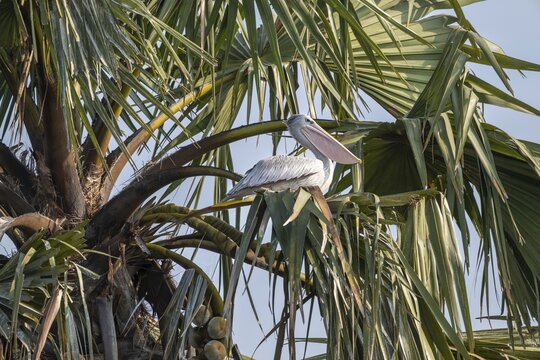 Red pelican (Pelecanus rufescens) sitting in the leaves of a palmyra palm (Borassus flabellifer), Murchison Falls NP, Uganda