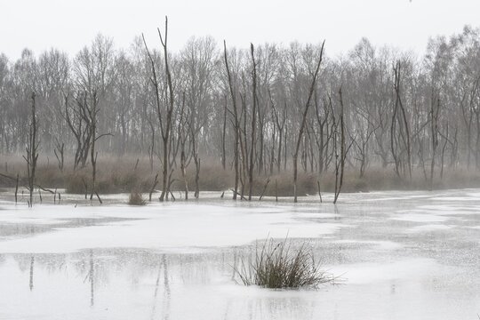 Moorland in fog, Emsland, Lower Saxony, Germany