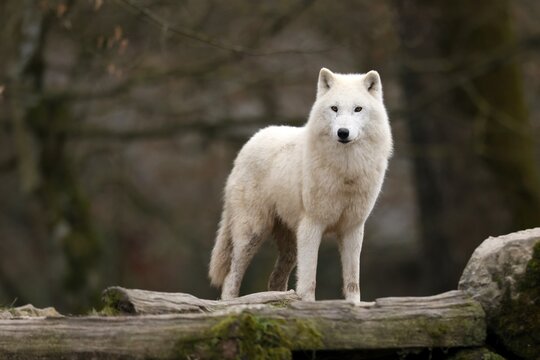 Arctic wolf (Canis lupus arctos) standing on a tree trunk, captive
