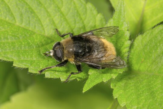 Narcissus Bulb Fly (Merodon equestris) female basking on leaf, Baden-W&uuml;rttemberg, Germany