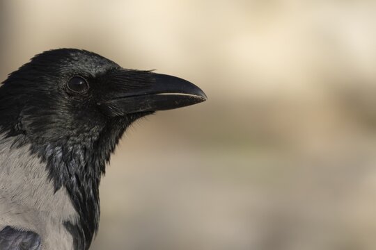 Hooded crow (Corvus cornix) adult bird head portrait, Rome, Italy