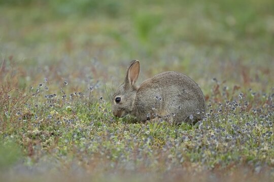 Rabbit (Oryctolagus cuniculus) juvenile baby animal feeding amongst flowers on grassland, Suffolk, England, United Kingdom