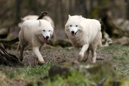 Arctic wolf (Canis lupus arctos) pack running in a meadow, captive